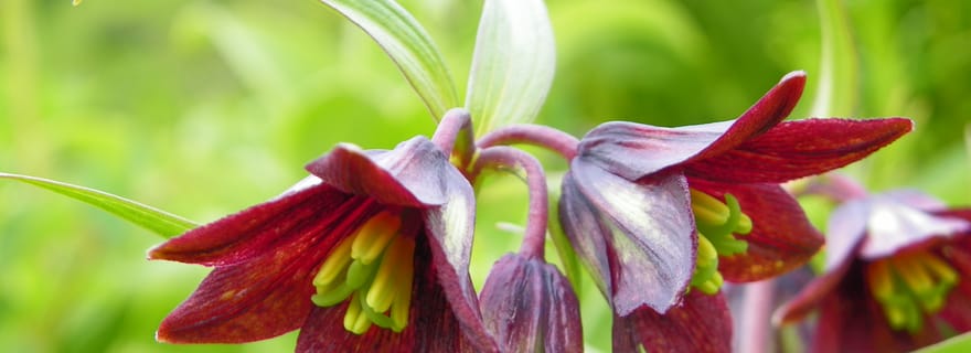 Depuis Anchorage : Promenade dans le parc d'État de Chugach avec un naturaliste