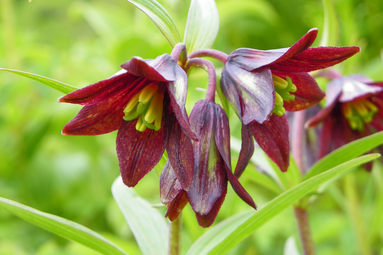 From Anchorage: Chugach State Park Walk with Naturalist From Anchorage: Flora and Fauna Nature Walk with Naturalist