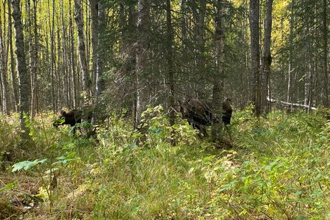 From Anchorage: Chugach State Park Walk with Naturalist From Anchorage: Flora and Fauna Nature Walk with Naturalist