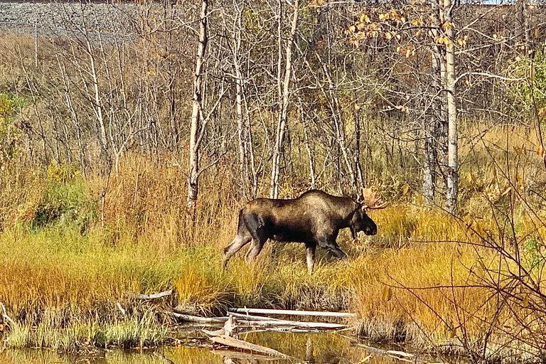 From Anchorage: Chugach State Park Walk with Naturalist From Anchorage: Flora and Fauna Nature Walk with Naturalist