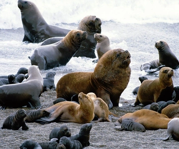Excursão em terra: Punta Loma com City Tour Puerto Madryn