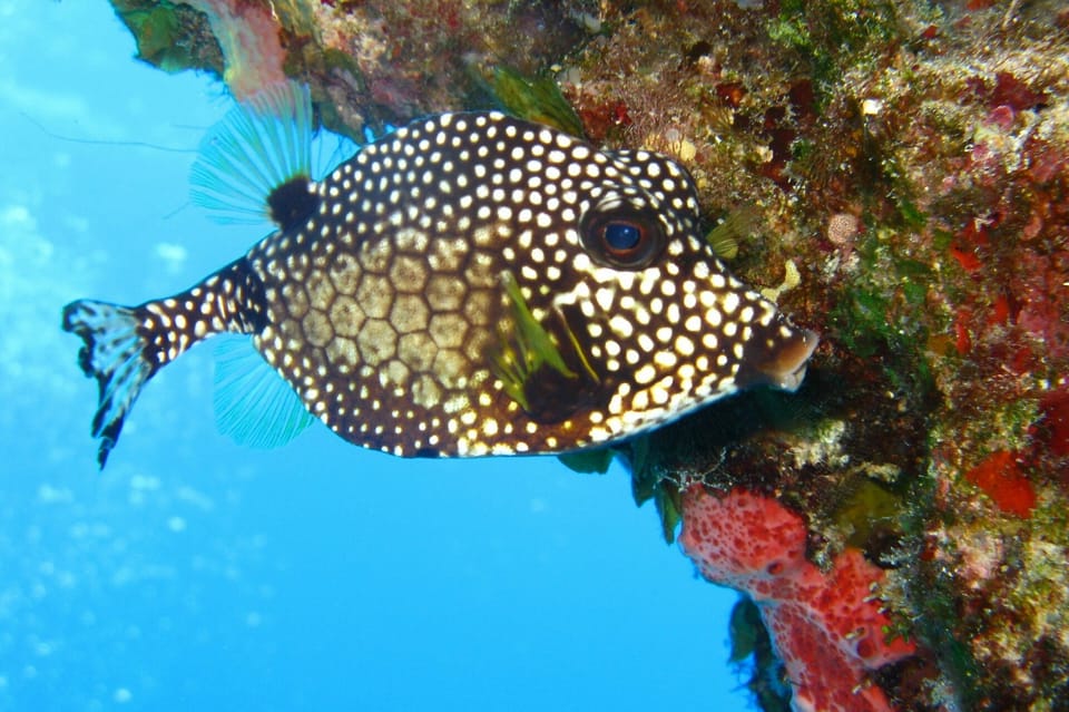 Cartagena Excursi N De Un D A De Buceo En Playa Blanca Con Almuerzo