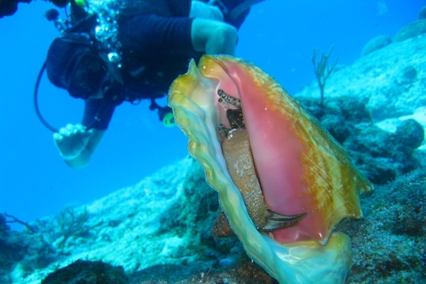 Cartagena : Excursion d'une journée de plongée sous-marine à Playa Blanca avec déjeunerOption standard