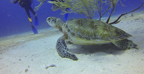 Cartagena: Scuba Diving Day Trip at Playa Blanca with Lunch
