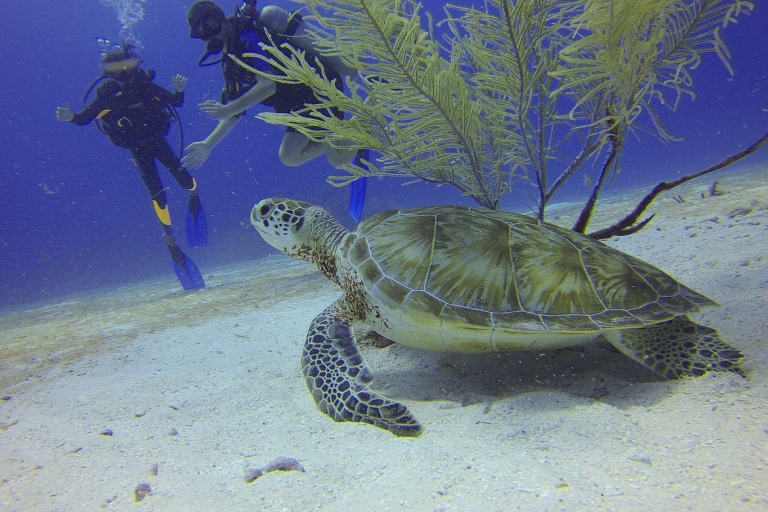 Cartagena : Excursion d'une journée de plongée sous-marine à Playa Blanca avec déjeunerPlongée sous-marine à Cartagena à Playa Blanca Baru avec déjeuner