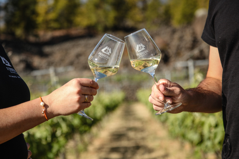 Tenerife : Organic vineyard tour with wine tasting Guided tour in English