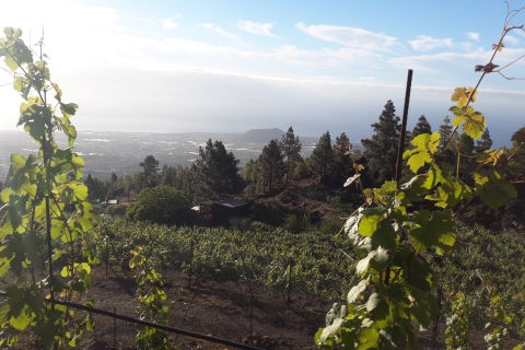 Teneryfa: Organiczna wycieczka po winnicy z degustacją winaWycieczka z przewodnikiem w języku hiszpańskim