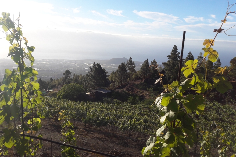 Tenerife : Organic vineyard tour with wine tasting Guided tour in English