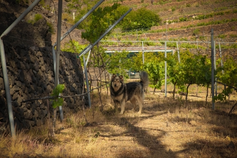 Tenerife : Visita a viñedos ecológicos con cata de vinosVisita guiada en inglés