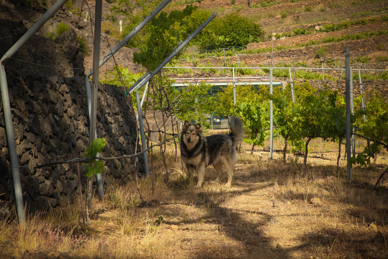 Tenerife : Visite d'un vignoble biologique avec dégustation de vinVisite guidée en espagnol