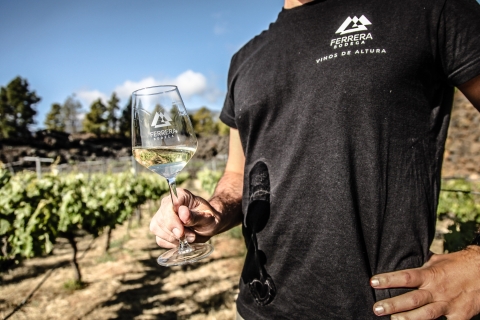 Tenerife : Organic vineyard tour with wine tasting Guided tour in Spanish