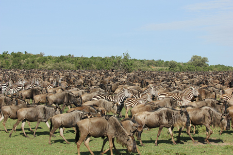 Nairobi: 3-Day Maasai Mara Group Tour with 4X4 Jeep SafariNairobi: 3-Day Masai Mara Camping Budget 4X4 Jeep Safari