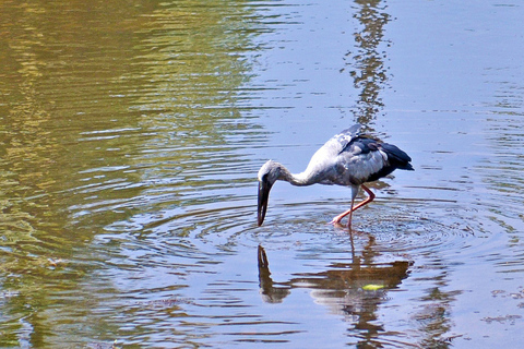 Madu Ganga : excursion en bateau sur la lagune des mangroves et Bentota