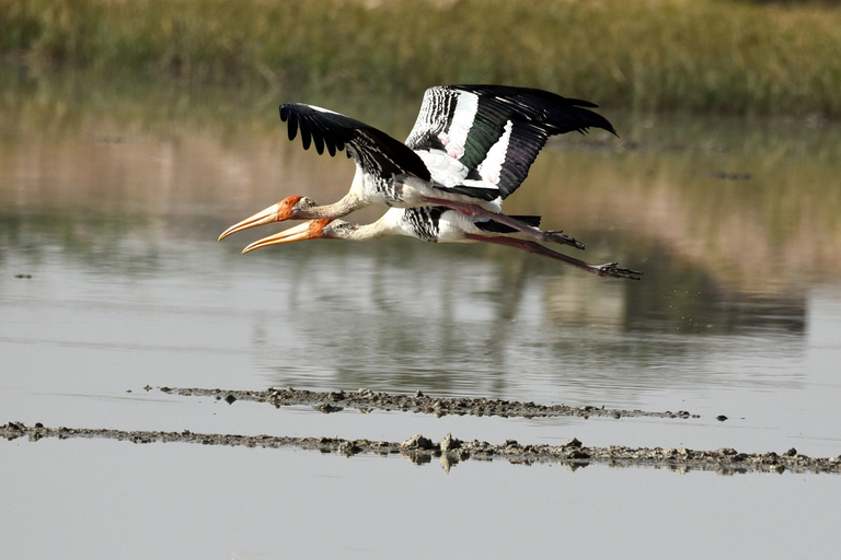 Spiaggia della costa occidentale, laguna delle mangrovie del fiume, tour in barca della fauna selvaticaSafari sul fiume Madu, laguna di mangrovie e tour in barca di Bentota