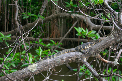 Stranden på västkusten, Mangroveflod i lagunen, båttur med vilda djur och växterMadu River Safari, Mangrove Lagoon &amp; Bentota Boat Tour