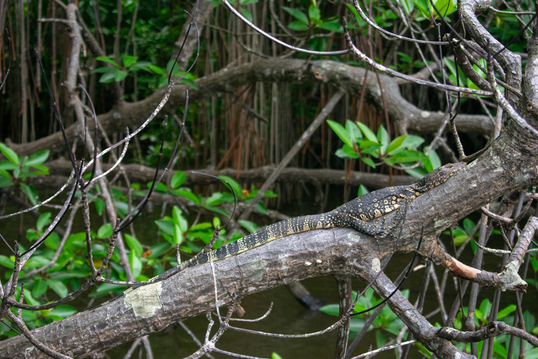 Praia da costa oeste, lagoa do rio Mangroves, passeio de barco pela vida selvagemMadu River Safari, Mangrove Lagoon e Bentota Boat Tour