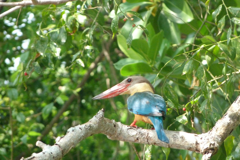 Stranden på västkusten, Mangroveflod i lagunen, båttur med vilda djur och växterMadu River Safari, Mangrove Lagoon &amp; Bentota Boat Tour