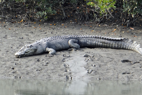 Madu Ganga: Mangrove Lagoon & Bentota Boat Tour