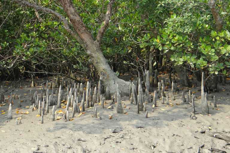 Madu Ganga : excursion en bateau sur la lagune des mangroves et Bentota