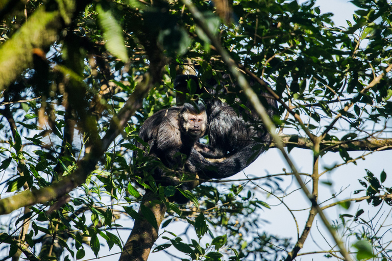 Van São Paulo: privérondleiding door Atlantische bossen en valleien