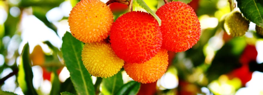 Depuis Quarteira, Albufeira ou Portimão : Silves et Monchique