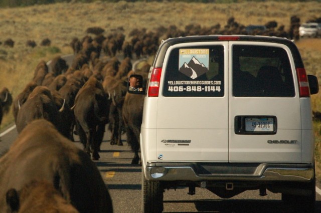 Visit From West Yellowstone Lamar Valley Wildlife Tour by Van in West Yellowstone, Montana, USA