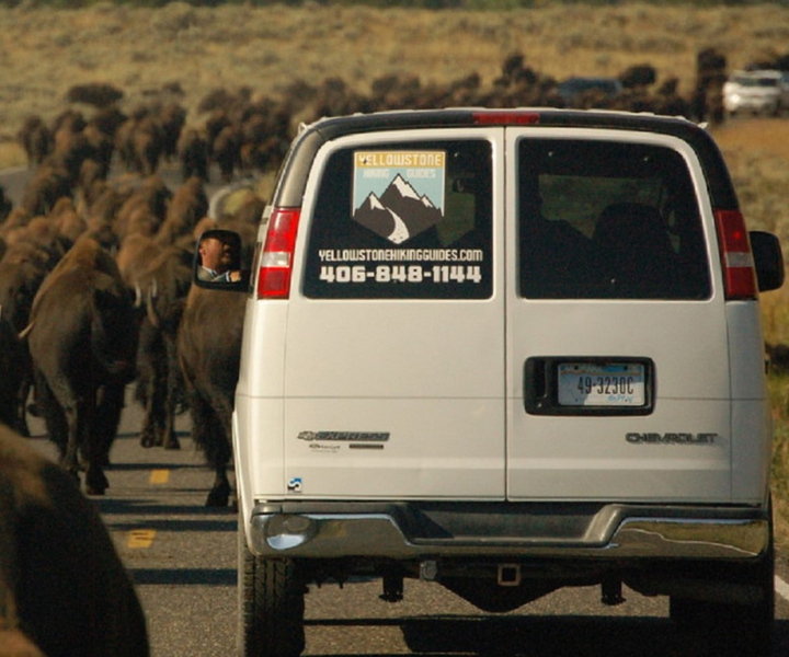 From West Yellowstone: Lamar Valley Wildlife Tour by Van