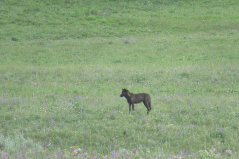 From West Yellowstone: Lamar Valley Wildlife Tour by Van