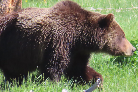 From West Yellowstone: Lamar Valley Wildlife Tour by Van