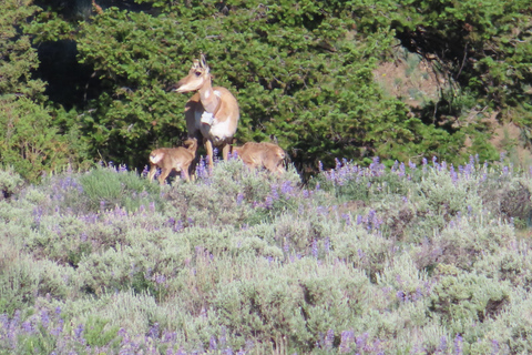 From West Yellowstone: Lamar Valley Wildlife Tour by Van