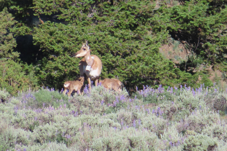 From West Yellowstone: Lamar Valley Wildlife Tour by Van