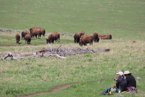 From West Yellowstone: Lamar Valley Wildlife Tour by Van
