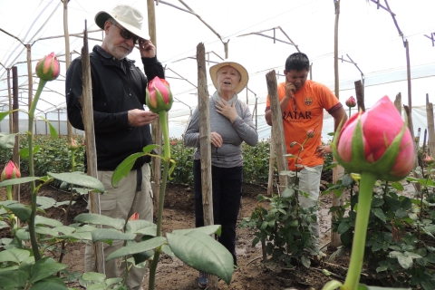 Z Quito: targ indyjski Otavalo i wspólna wycieczka po farmie róż