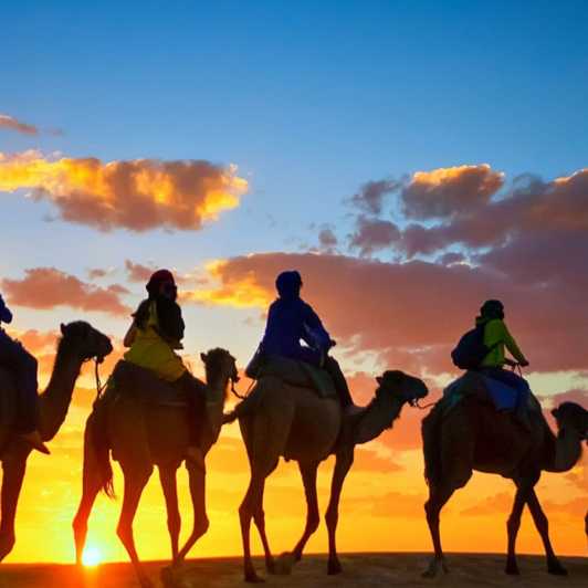 Agadir: giro in cammello lungo il fiume dei fenicotteri con grigliata e cuscus opzionali