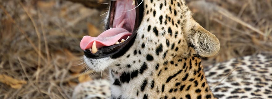 Tangalle/Hiriketiya/Mirissa/Galle : transfert à Ella et visite de Yala