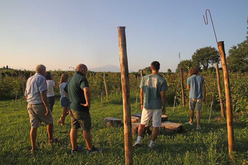 Lazise: Beekeeping Farm Tour and Tasting Experience
