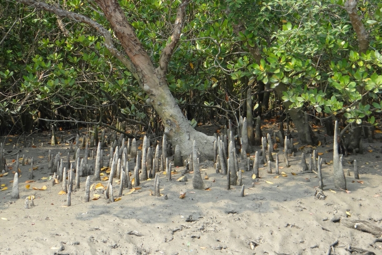 Bentota : lagon de la mangrove et croisière fluviale