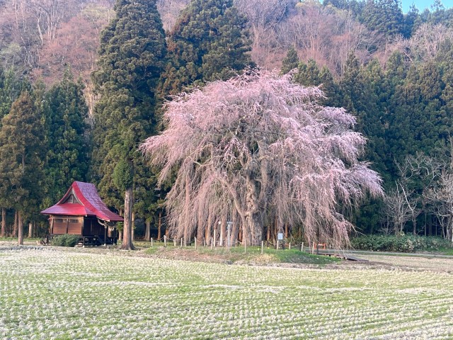 Visit Akita It's not too late to see Cherry Blossoms / Late April in Yokote