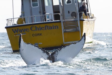 Condado de Cork: paseo en barco para avistar ballenas y delfines