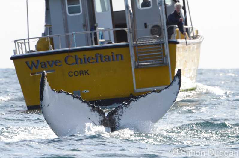 Contea di Cork: gita in barca per osservare balene e delfini