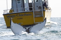 Voyage en bateau d'observation du comté de Cork, des baleines et des dauphins - Hizvo