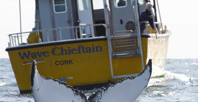Κομητεία Κορκ: Κορκ: Εκδρομή με σκάφος για παρατήρηση φαλαινών και δελφινιών