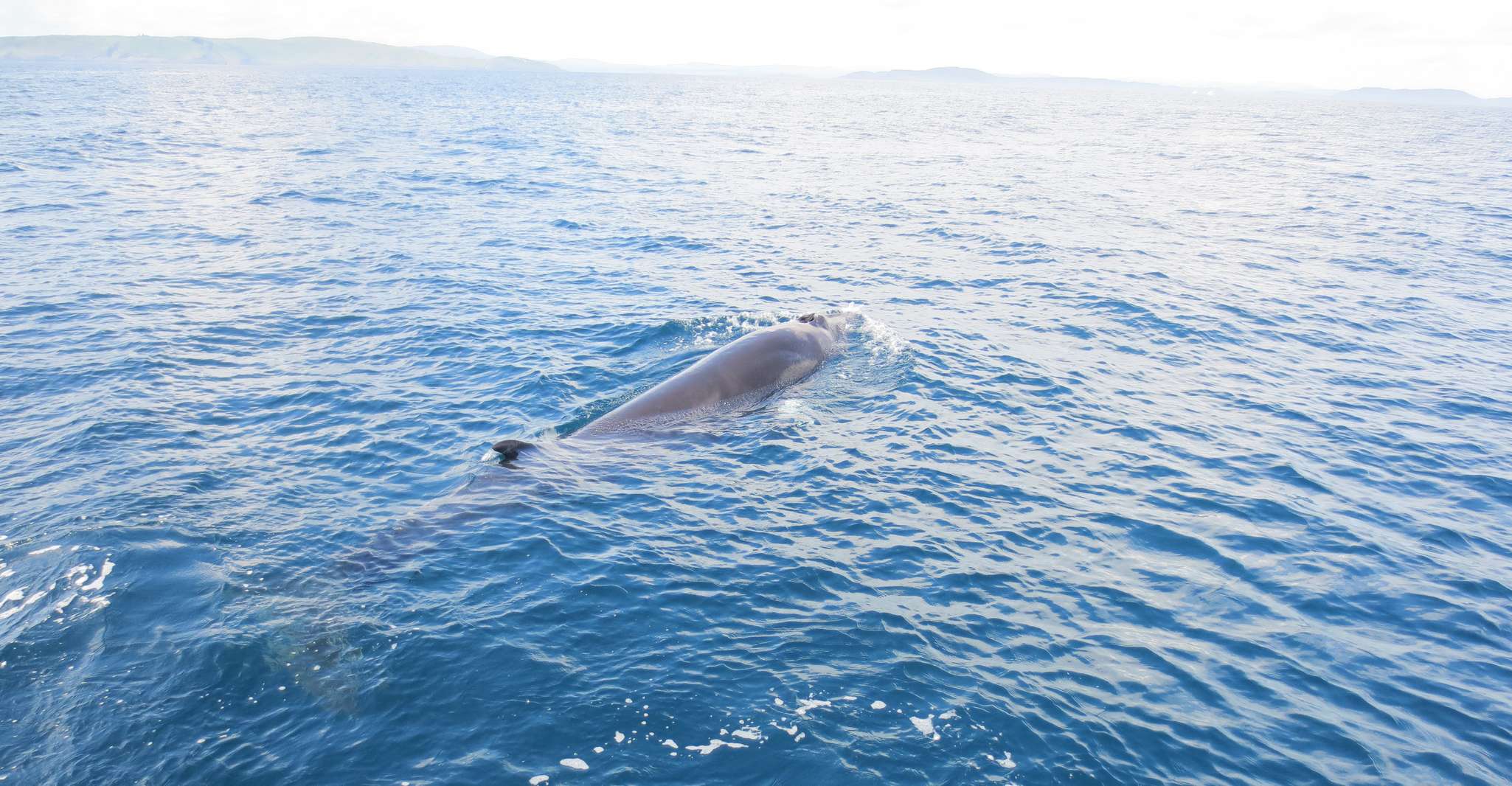 County Cork, Whale & Dolphin Watching Boat Trip, Baltimore Ireland, Ireland