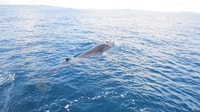 Voyage en bateau d'observation du comté de Cork, des baleines et des dauphins - Hizvo
