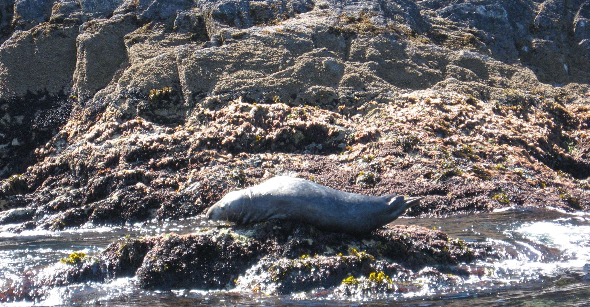 County Cork, Whale & Dolphin Watching viaje en barco - Hizvo