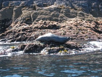 Voyage en bateau d'observation du comté de Cork, des baleines et des dauphins - Hizvo