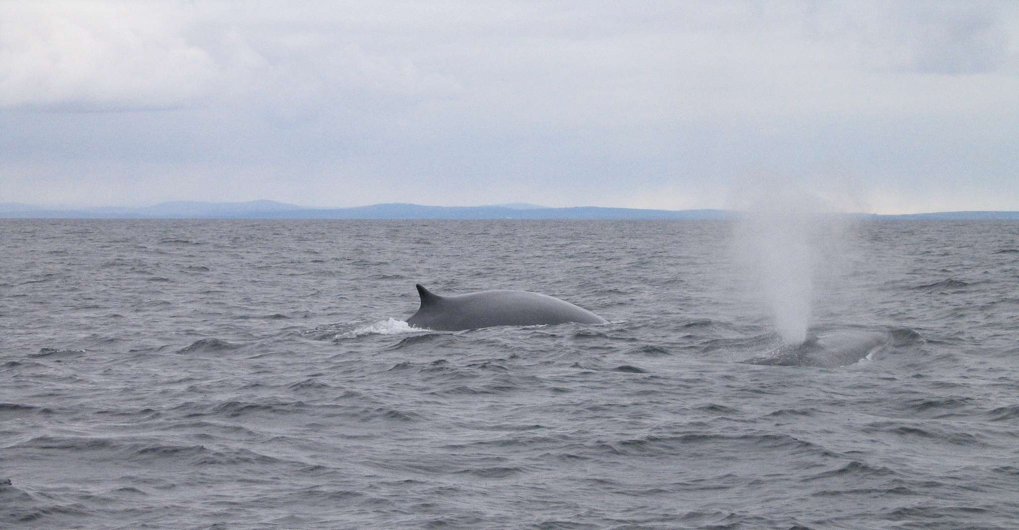 County Cork, Whale & Dolphin Watching Boat Trip, Baltimore Ireland, Ireland