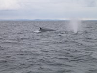 Voyage en bateau d'observation du comté de Cork, des baleines et des dauphins - Hizvo
