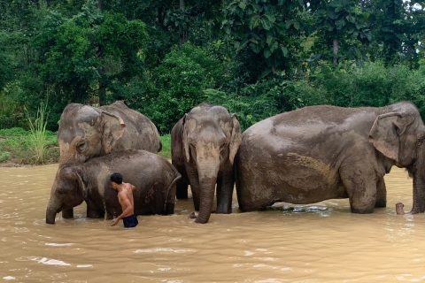 Chiang Mai: visita guiada al santuario de elefantes en españolTour en grupo pequeño