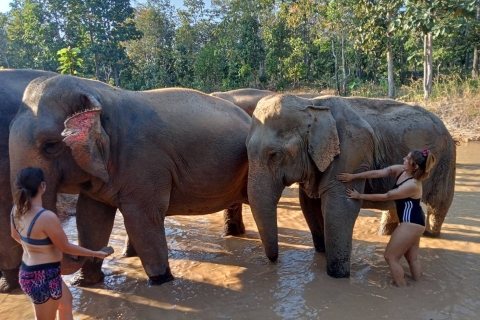 Chiang Mai: visita guiada al santuario de elefantes en españolTour en grupo pequeño